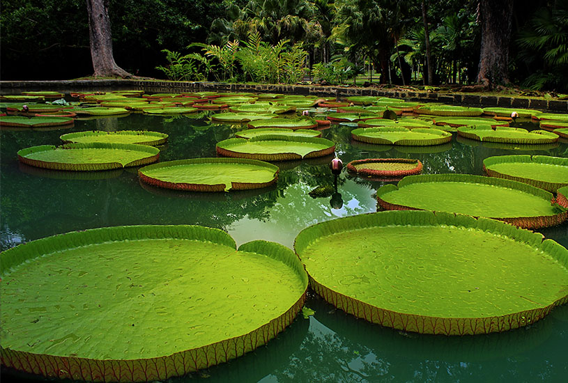 Giant lilies, Amazon